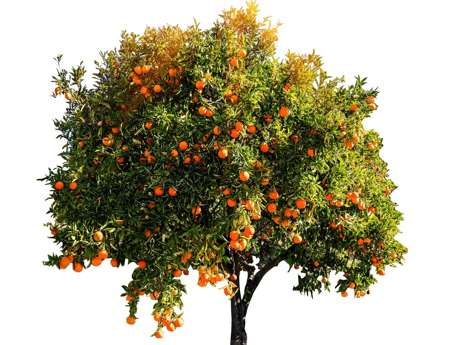 orange tree